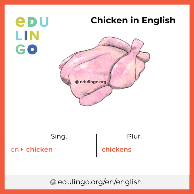 Chicken in English vocabulary picture with singular and plural for download and printing