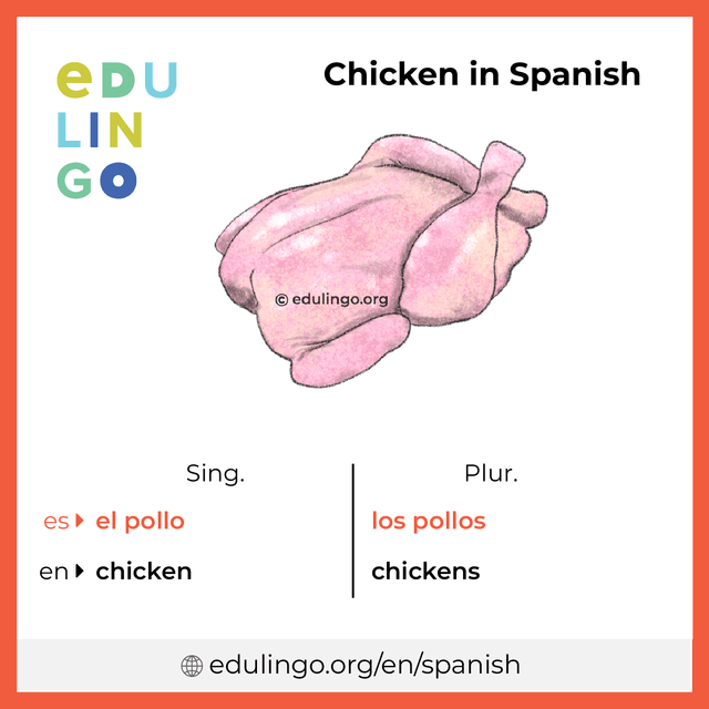 Chicken in Spanish vocabulary picture with singular and plural for download and printing