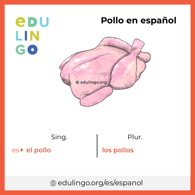 Imagen de vocabulario Pollo en español con singular y plural para descargar e imprimir