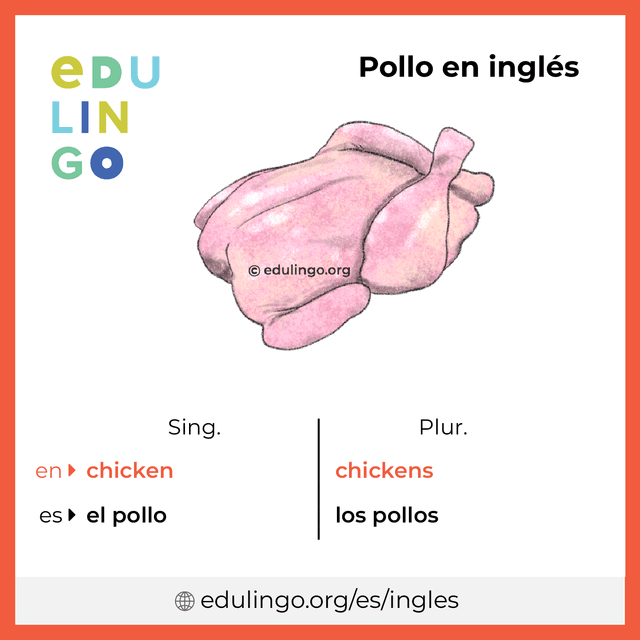 Imagen de vocabulario Pollo en inglés con singular y plural para descargar e imprimir