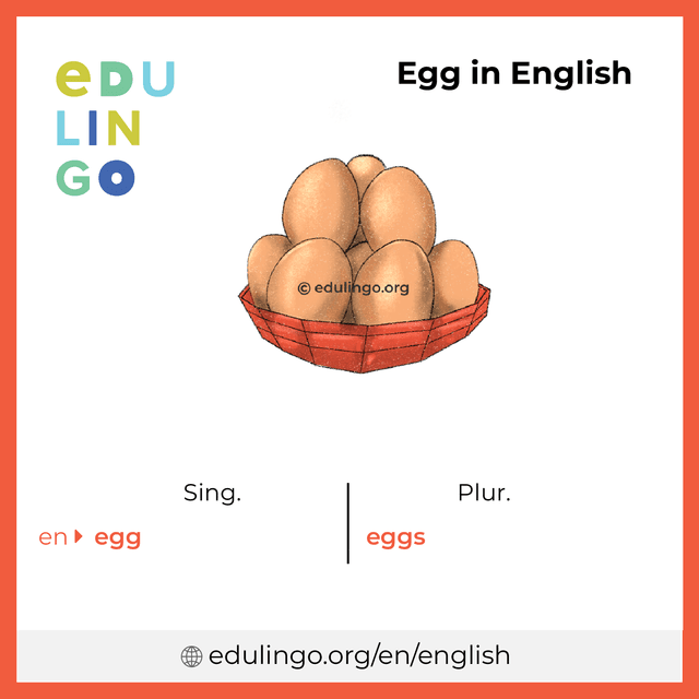 Egg in English vocabulary picture with singular and plural for download and printing