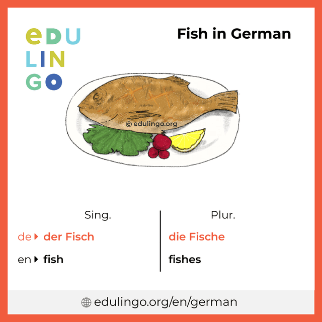 Fish in German vocabulary picture with singular and plural for download and printing