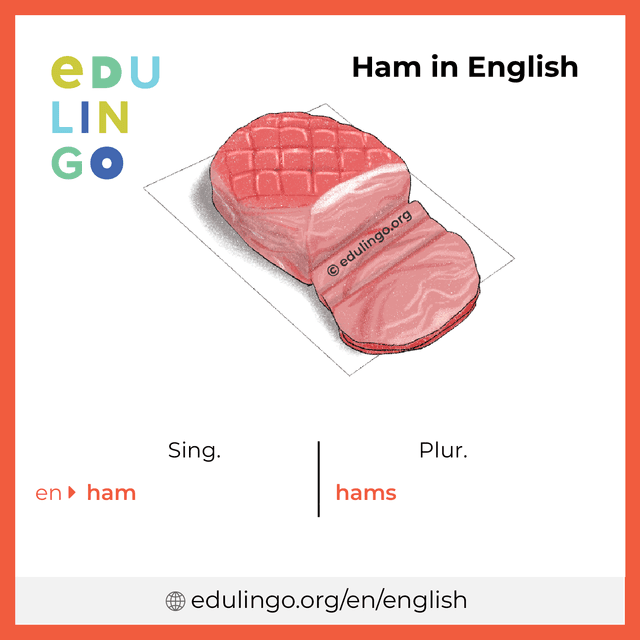 Ham in English vocabulary picture with singular and plural for download and printing