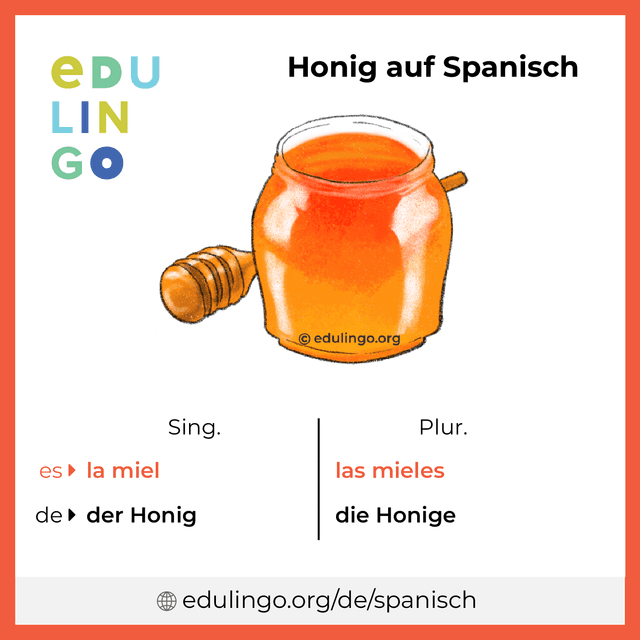 Honig auf Spanisch Vokabelbild mit Singular und Plural zum Herunterladen und Ausdrucken