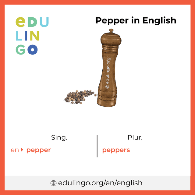 Pepper in English vocabulary picture with singular and plural for download and printing
