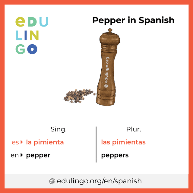 Pepper in Spanish vocabulary picture with singular and plural for download and printing