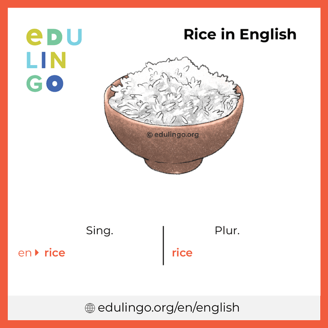 Rice in English vocabulary picture with singular and plural for download and printing