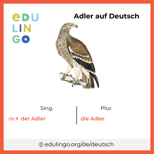 Adler auf Deutsch Vokabelbild mit Singular und Plural zum Herunterladen und Ausdrucken