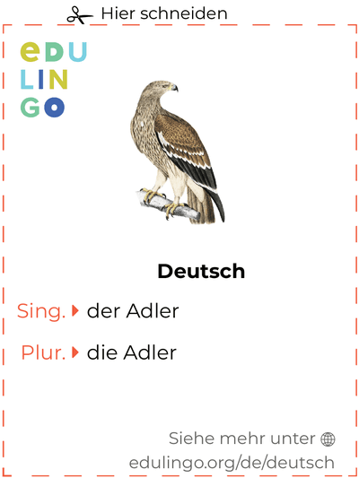 Adler auf Deutsch Vokabelkartei zum Ausdrucken, Üben und Lernen
