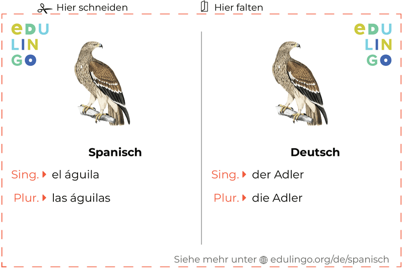 Adler auf Spanisch Vokabelkartei zum Ausdrucken, Üben und Lernen