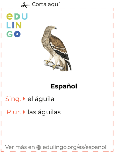 Ficha de Vocabulario Águila en español para imprimir, practicar y aprender