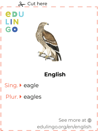 Eagle in English vocabulary flashcard for printing, practicing and learning