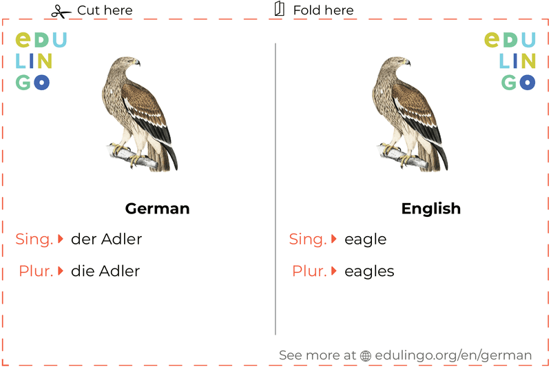 Eagle in German vocabulary flashcard for printing, practicing and learning