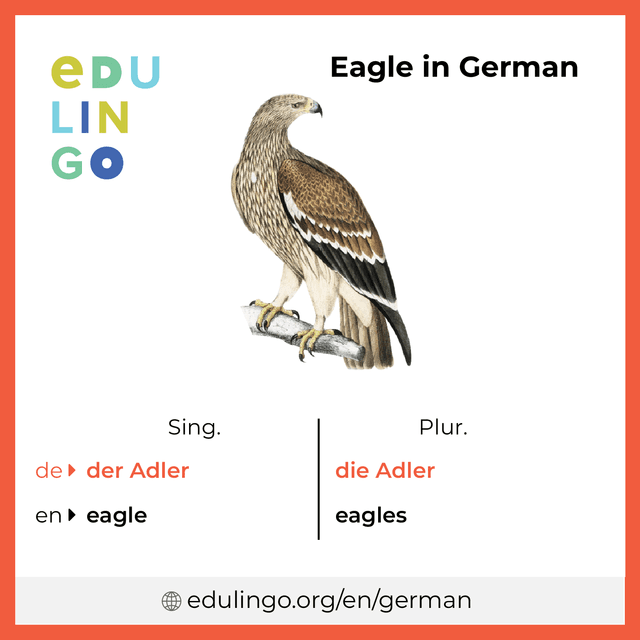 Eagle in German vocabulary picture with singular and plural for download and printing