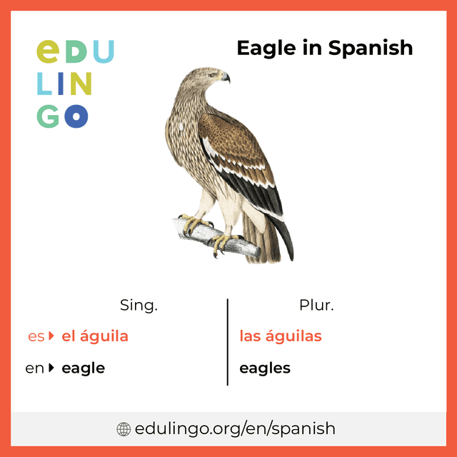 Eagle in Spanish vocabulary picture with singular and plural for download and printing