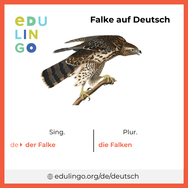 Falke auf Deutsch Vokabelbild mit Singular und Plural zum Herunterladen und Ausdrucken