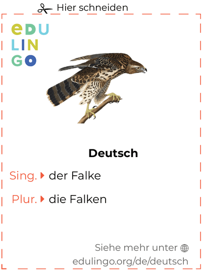 Falke auf Deutsch Vokabelkartei zum Ausdrucken, Üben und Lernen