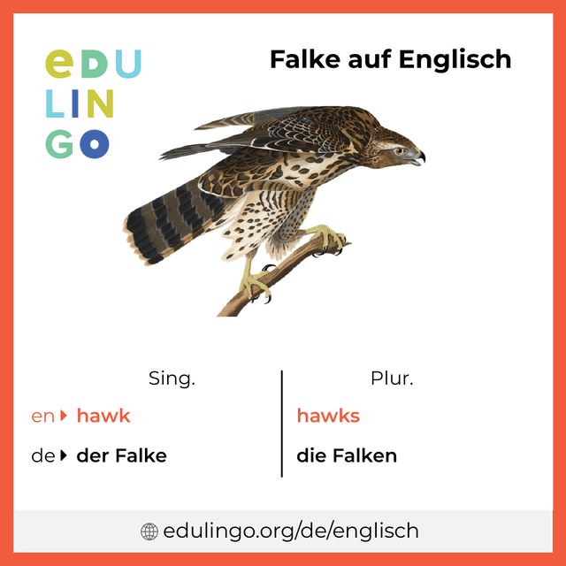 Falke auf Englisch Vokabelbild mit Singular und Plural zum Herunterladen und Ausdrucken