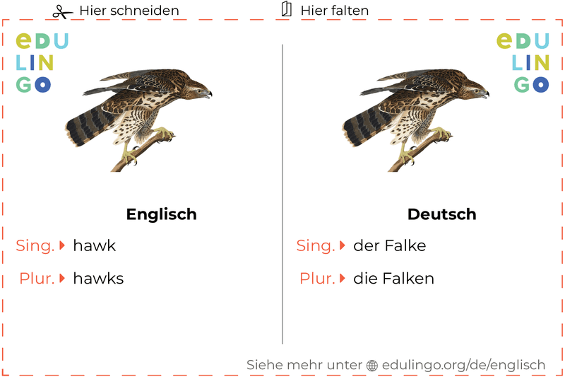 Falke auf Englisch Vokabelkartei zum Ausdrucken, Üben und Lernen