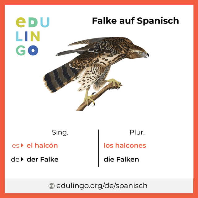 Falke auf Spanisch Vokabelbild mit Singular und Plural zum Herunterladen und Ausdrucken