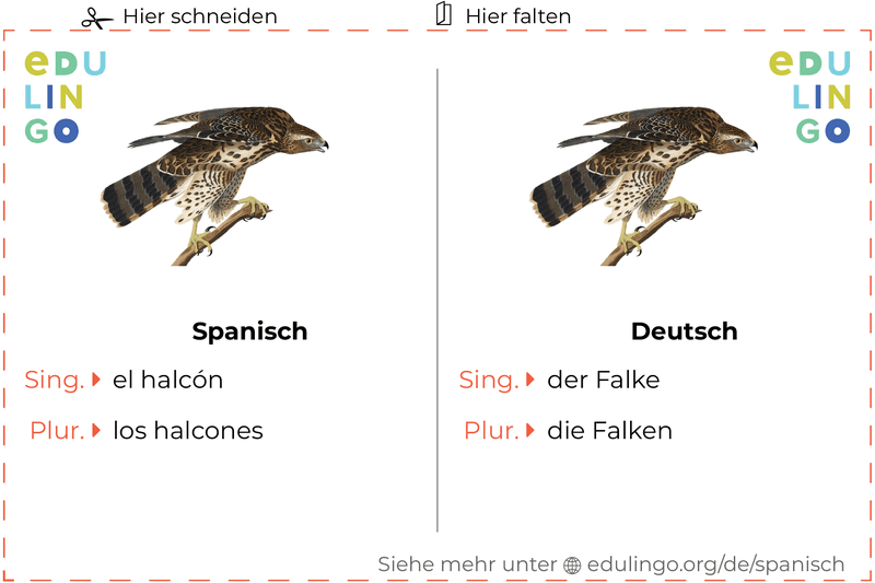 Falke auf Spanisch Vokabelkartei zum Ausdrucken, Üben und Lernen