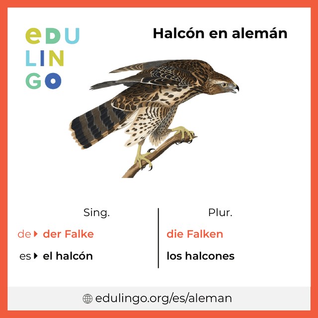 Imagen de vocabulario Halcón en alemán con singular y plural para descargar e imprimir