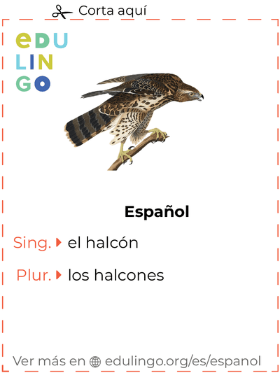 Ficha de Vocabulario Halcón en español para imprimir, practicar y aprender