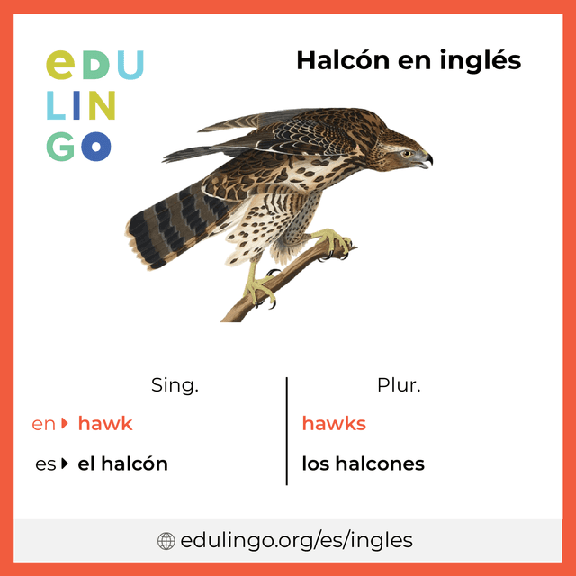 Imagen de vocabulario Halcón en inglés con singular y plural para descargar e imprimir