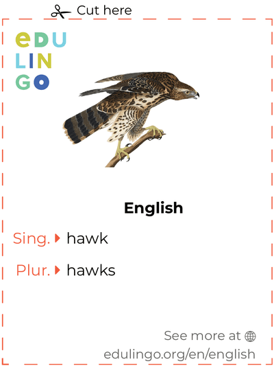 Hawk in English vocabulary flashcard for printing, practicing and learning