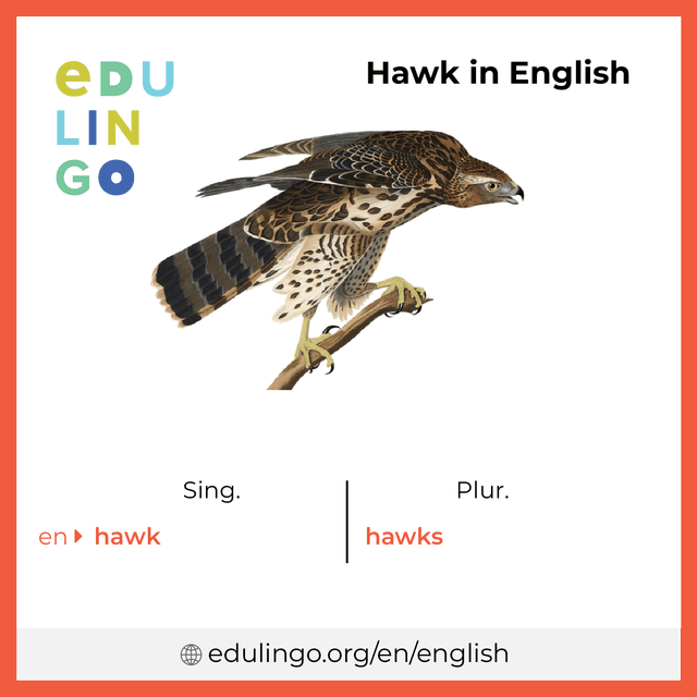 Hawk in English vocabulary picture with singular and plural for download and printing