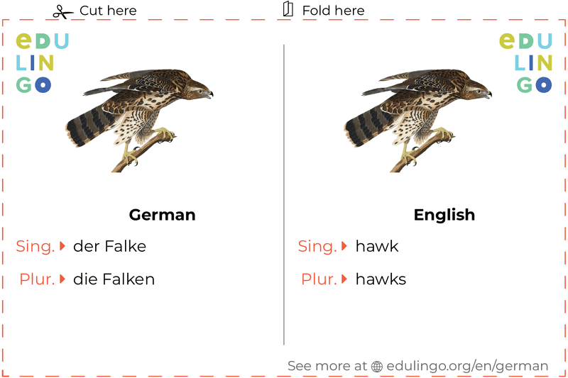 Hawk in German vocabulary flashcard for printing, practicing and learning
