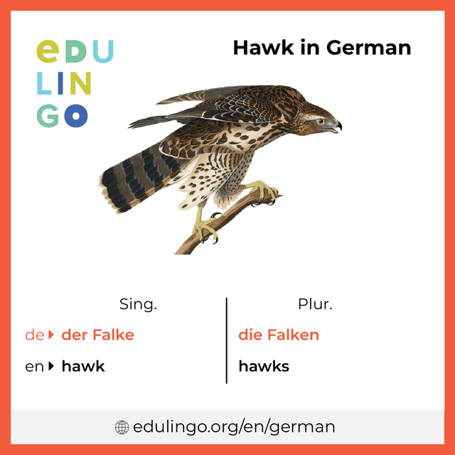 Hawk in German vocabulary picture with singular and plural for download and printing