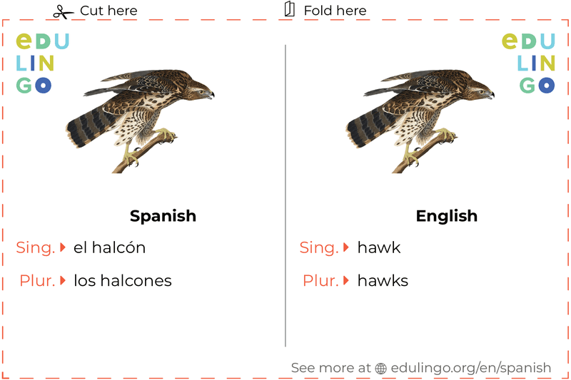 Hawk in Spanish vocabulary flashcard for printing, practicing and learning
