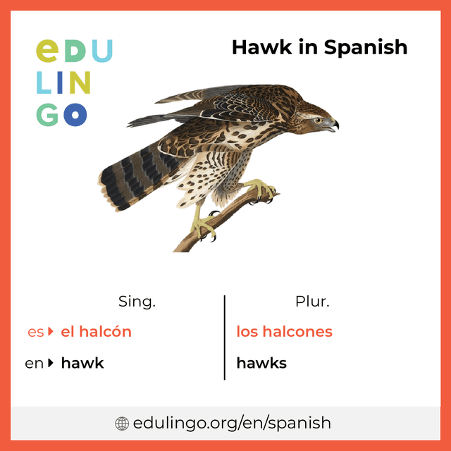 Hawk in Spanish vocabulary picture with singular and plural for download and printing