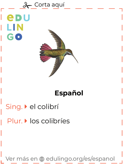 Ficha de Vocabulario Colibrí en español para imprimir, practicar y aprender