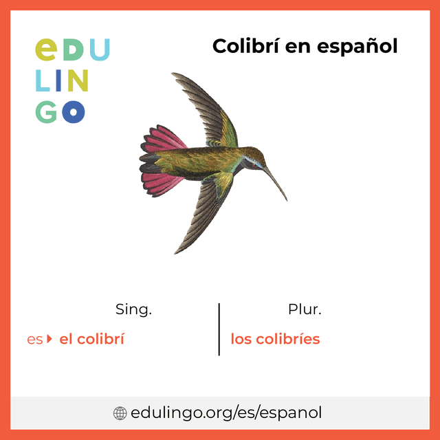 Imagen de vocabulario Colibrí en español con singular y plural para descargar e imprimir