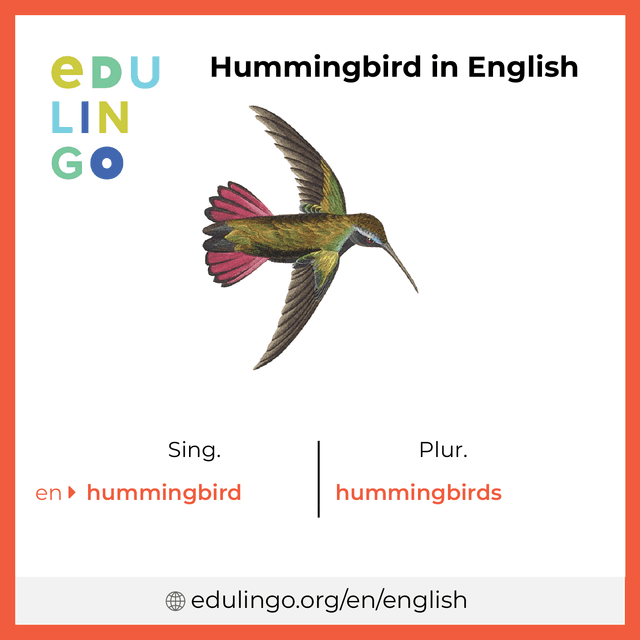 Hummingbird in English vocabulary picture with singular and plural for download and printing