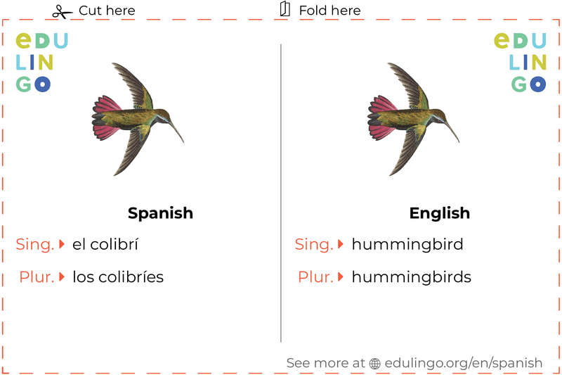 Hummingbird in Spanish vocabulary flashcard for printing, practicing and learning