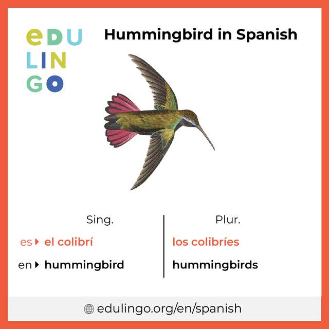 Hummingbird in Spanish vocabulary picture with singular and plural for download and printing