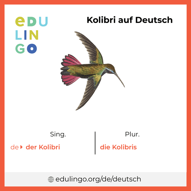 Kolibri auf Deutsch Vokabelbild mit Singular und Plural zum Herunterladen und Ausdrucken