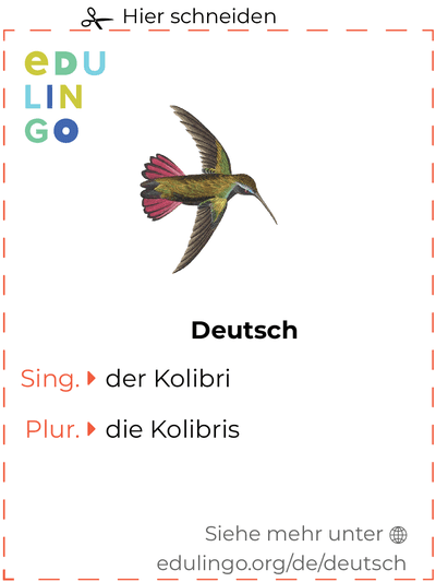 Kolibri auf Deutsch Vokabelkartei zum Ausdrucken, Üben und Lernen