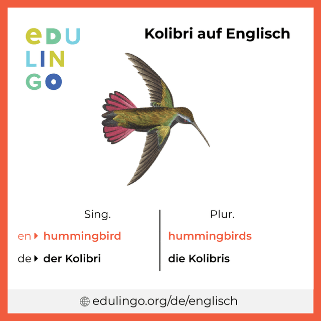 Kolibri auf Englisch Vokabelbild mit Singular und Plural zum Herunterladen und Ausdrucken