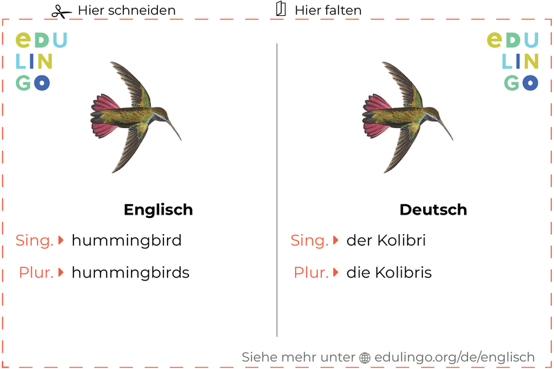 Kolibri auf Englisch Vokabelkartei zum Ausdrucken, Üben und Lernen