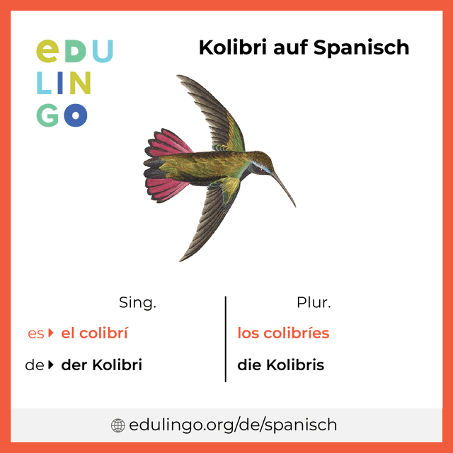 Kolibri auf Spanisch Vokabelbild mit Singular und Plural zum Herunterladen und Ausdrucken