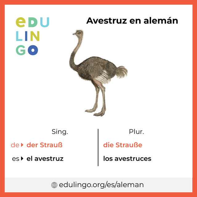 Imagen de vocabulario Avestruz en alemán con singular y plural para descargar e imprimir
