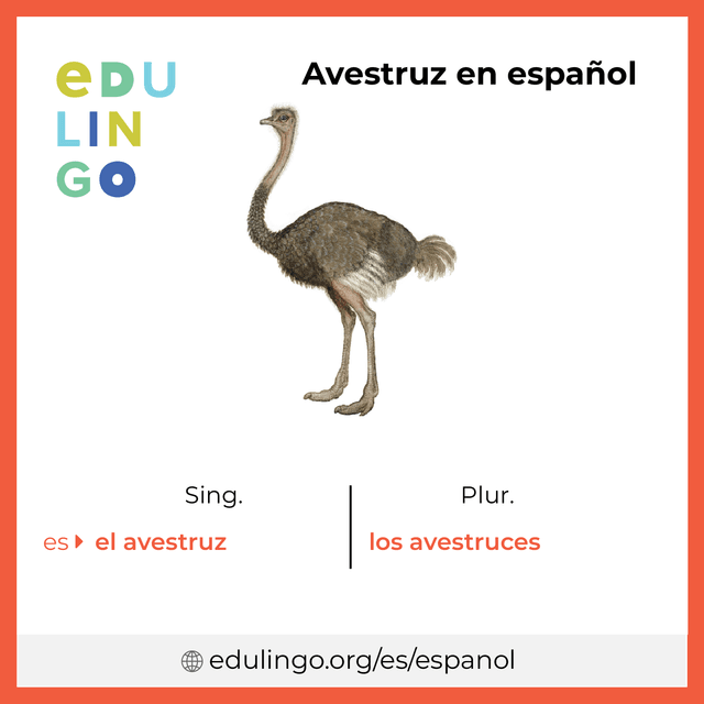 Imagen de vocabulario Avestruz en español con singular y plural para descargar e imprimir