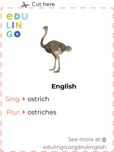 Ostrich in English vocabulary flashcard for printing, practicing and learning
