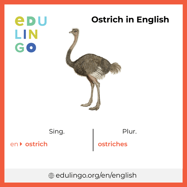 Ostrich in English vocabulary picture with singular and plural for download and printing