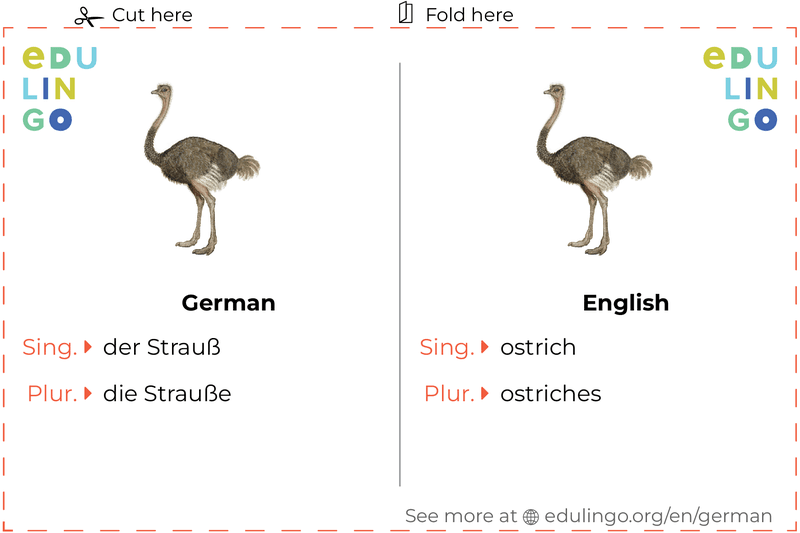 Ostrich in German vocabulary flashcard for printing, practicing and learning