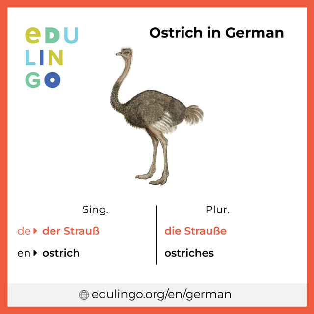 Ostrich in German vocabulary picture with singular and plural for download and printing